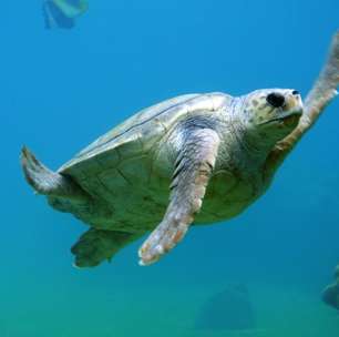 Água salgada, água doce ou terra firme?Difgerenças entre tartarugas, cágados e jabutis