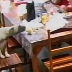 Cãozinho invade quartel e 'rouba' sanduíche de bombeiro no Ceará