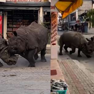 Rinocerontes brigam no meio da rua no Nepal e assustam turistas
