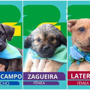 Campanha de adoção transforma cães em figurinhas inspiradas no álbum da Copa do Mundo