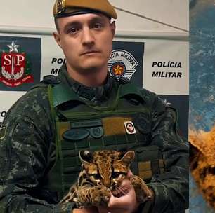 Polícia recebe chamado para resgatar gato em SP, mas é surpreendida ao encontrar jaguatirica