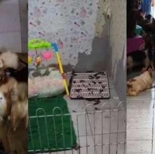 Canil clandestino com quase 150 cães é descoberto em Paulista (PE) e gera investigação