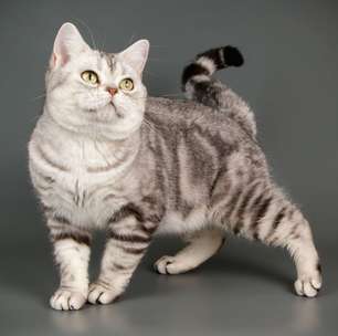 Bolsa primordial: 6 curiosidades sobre a "pelanquinha" na barriga dos gatos