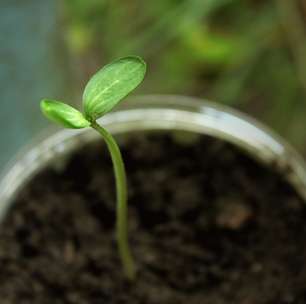 8 passos para plantar couve em vasos