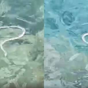 Cobra-ferradura: serpente invasora atravessa ilhas a nado e coloca espécie de lagarto em risco na Espanha