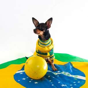 Copa do Mundo, fogos e ansiedade: veja como proteger os cães durante as comemorações