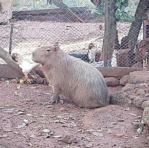 Capivara mantida como animal de estimação é resgatada de cativeiro ilegal no RS