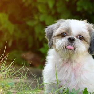 O que faz um Shih Tzu viver mais? Veja a expectativa de vida da raça