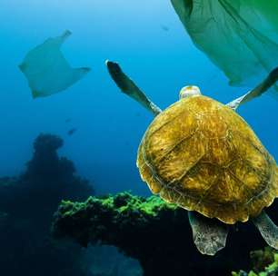 Os objetos mais surpreendentes encontrados no estômago de animais marinhos e o alerta que eles trazem para os oceanos