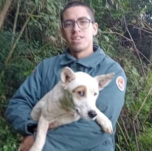 Cachorro sobrevive quatro dias em penhasco e é resgatado por bombeiros em SC