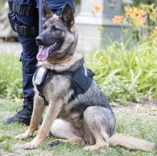 Cães policiais: 6 raças que se destacam no trabalho de segurança