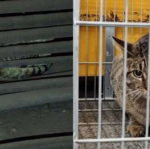 Gatinho é resgatado de trilhos na Linha 1 do Metrô de SP