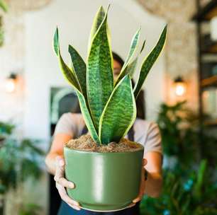 Plantas fáceis de cuidar para quem não tem tempo