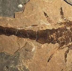 Fóssil no Reino Unido pode pertencer a escorpião gigante que viveu há 415 milhões de anos, dizem pesquisadores