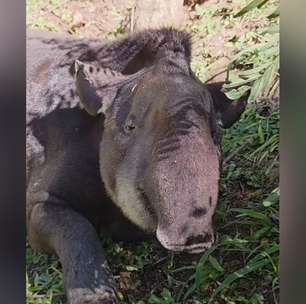 Anta "Neymar" morre após ser resgatada vítima de caça ilegal no interior de SP