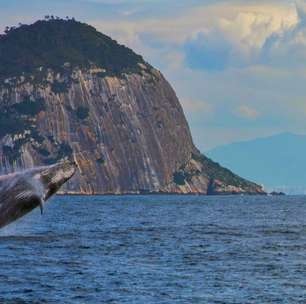 Visit Rio lança guia para avistamento responsável de baleias-jubarte