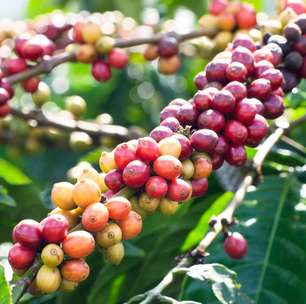Biodiversidade no cafezal: pesquisa revela que aves ajudam a proteger plantações de café