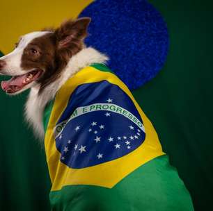 Pets na Copa do Mundo: 7 dicas para proteger o seu animal durante as comemorações
