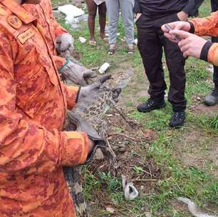 Polícia encontra criadouro de jacarés em operação contra o tráfico de drogas em Belford Roxo