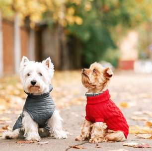Roupas para pets no frio: cuidado ou exagero?