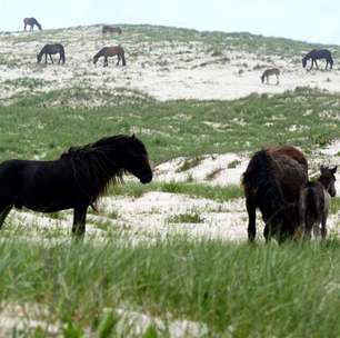 Por que os cavalos selvagens da iIha Sable são diferentes dos outros