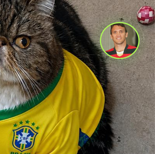 Petkovic luta pela vida: gato batizado pela semelhança com ídolo do futebol mobiliza campanha após leucemia