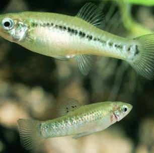 Molinésia-amazona: espécie de peixe formada apenas por fêmeas desafia teorias da evolução e intriga cientistas há décadas