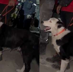 Cachorro de resgate ajuda a salvar homem preso sob escombros após terremotos na Venezuela