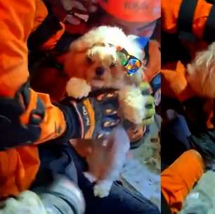 Cachorrinho é resgatado com vida sob escombros de prédio após terremoto na Venezuela