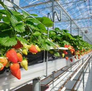O paradoxo da Holanda revela como um país menor que o Rio de Janeiro virou o terceiro maior exportador de alimentos do mundo usando estufas com inteligência artificial e plantações sem solo