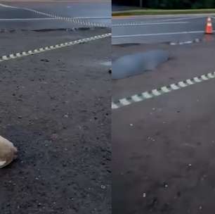 Cão comove ao permanecer ao lado de corpo de vítima de atropelamento no RS