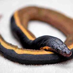 O veneno dessa serpente é tão potente que uma única dose pode matar dezenas de pessoas