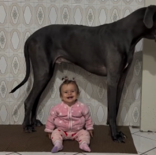 Cão gigante faz sucesso nas redes como 'babá' de bebê: 'Primeiro grande amor de uma criança'