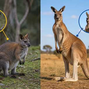 Wallabies e cangurus: você saberia identificar as diferenças?