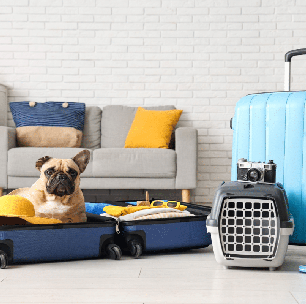 Férias com pets: 6 dicas para preparar o seu cão para viajar com segurança