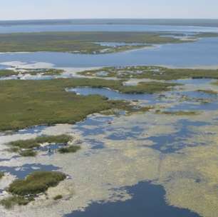 Peixes e aves voltam a habitar lago na Ucrânia após revitalização