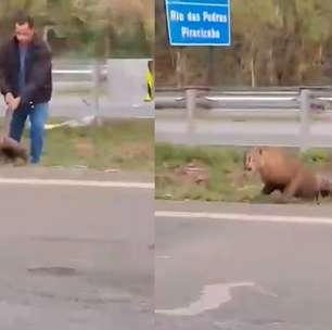 Homem é flagrado puxando onça-parda pelo rabo em rodovia no interior de SP