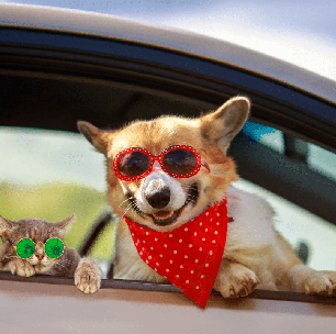 Mês das férias: 10 dicas para garantir o bem-estar dos animais