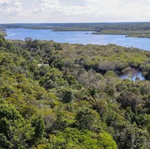 Alertas de desmatamento na Amazônia caem 35% em junho de 2026