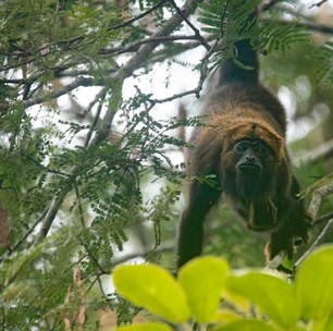 Macacos Bugios são avistados no Parque Estadual do Desengano, em Santa Maria Madalena