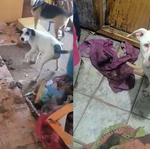 Mais de 25 animais são resgatados em situação de abandono em São Paulo