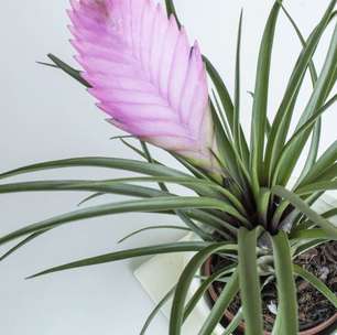 Conheça a planta exótica que transforma qualquer espaço em um refúgio tropical