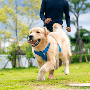 8 dicas para saber se o seu cachorro está saudável