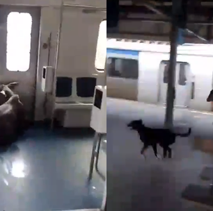 Bezerro faz 'viagem' de trem e vira atração na estação de Japeri