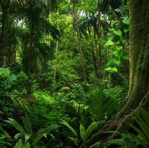 Florestas tropicais podem deixar de atuar como sumidouros de carbono durante o El Niño