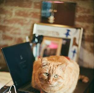 Veterinários concordam em uma coisa: gatos não se deitam em cima de notebooks apenas para se aquecerem, mas também por um outro motivo