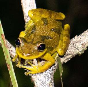 Cientistas descobrem microplásticos no corpo de girinos da Amazônia