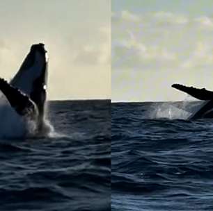 Vídeo mostra baleia-jubarte fazendo acrobacias no mar de Maracaípe, em Pernambuco