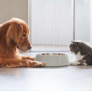 Pets no inverno: precisam mesmo comer mais?