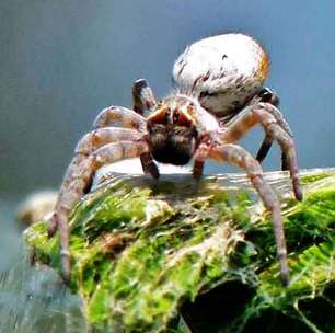 Pesquisa revela comportamento incomum de aranhas africanas